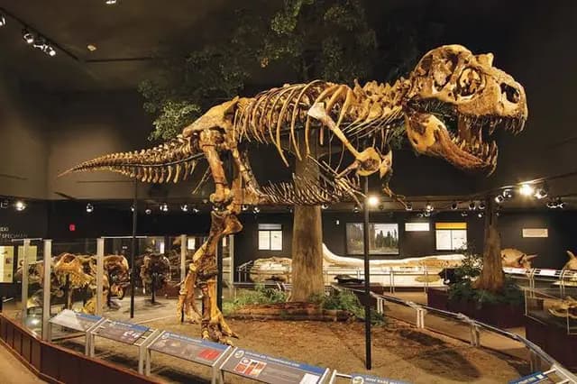 🦖کشف فسیل یک دایناسور عجیب